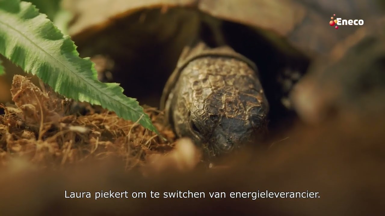 Eneco verlicht
