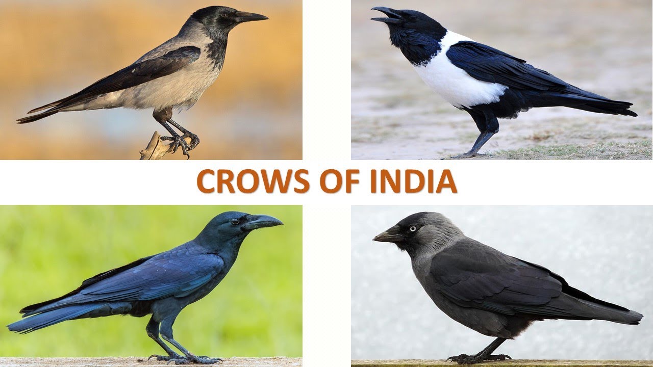 All Types Of Crows Off 72 Www Gmcanantnag Net