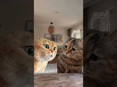 الله وانا مالي يا لمبي لايك  