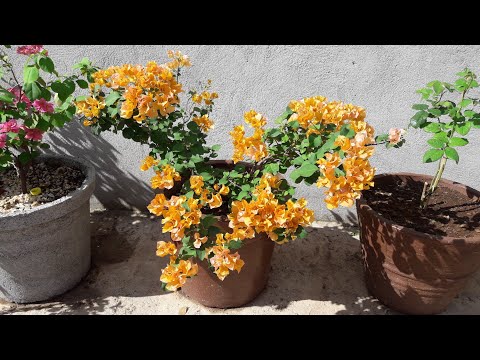 Vídeo: Primavera Laranja