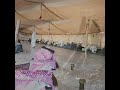 الشيخ عقل الحمادين عشيرة البك ارة البوفاضل