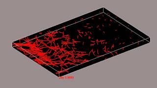 Blood Vessel Growth Simulation