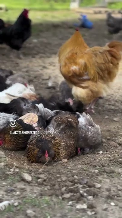 How To Make Chickens Happy FRESHLY TILLED DIRT YouTube how-to-make-chickens-happy-freshly-tilled-dirt-youtube