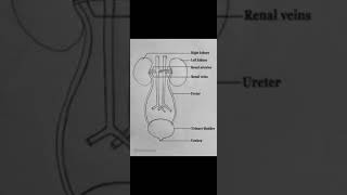 important figure of kidney #gk #viral #english #trending #education #figure#kedney