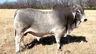 Lot111