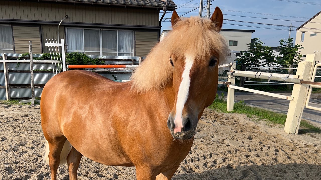 【過去動画】 マカロンがクラブにやってきた！！初めて乗るよ😊