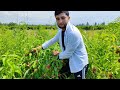 ERTAKI SAMANTA NAVLI ANJIR SHAFTOLİ KOʻCHATLARİ SOTUVDA 🌱🍑🍑🌱+998959515353+998908411161