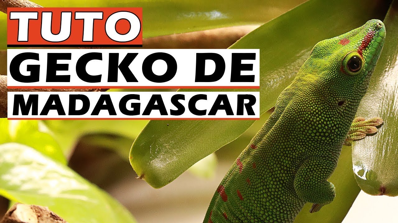 TUTO GECKO DE MADAGASCAR Terrarium Gecko de Madagascar EUBLEPHARIS YouTube