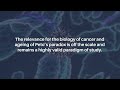 Revisiting Peto’s Paradox in Aging and Cancer Research | Aging-US