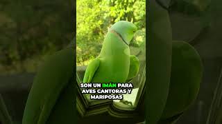 ¡Descubre los 4 Motivos para CONSTRUIR un JARDÍN VERTICAL! 🌱 Transforma Tu Espacio con Plantas ¡Descubre los 4 Motivos para CONSTRUIR un JARDÍN VERTICAL! 🌱 Transforma Tu Espacio con Plantas