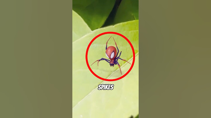 Spiders With the Strangest Looks --- The Last One Looks Like A Crab!