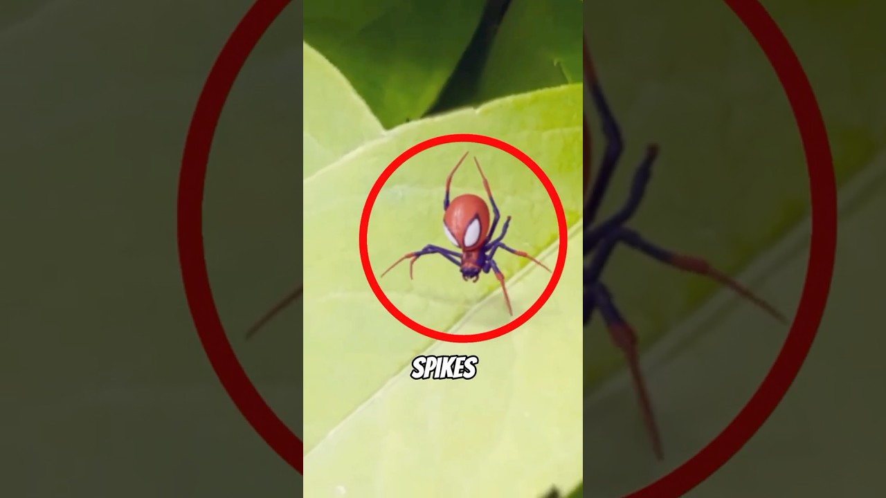 Пауки с самой странной внешностью --- Последний похож на краба!