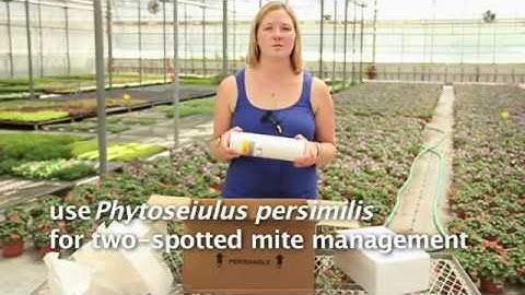 Using beneficial mites to manage pests in greenhouses