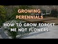 How to Grow Forget Me Not Flowers