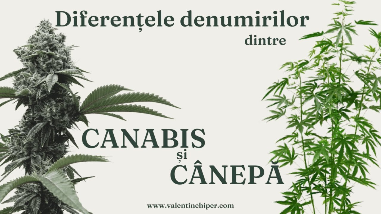 Diferențele denumirilor dintre canabis și cânepă