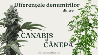 Diferențele denumirilor dintre canabis și cânepă