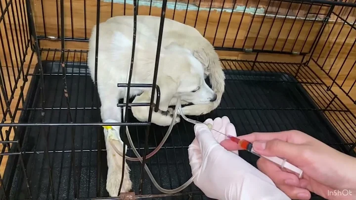 treatment golden puppy by fluid medication injection