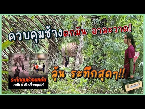Controlling a musth elephant that escaped from its tether! Dr. Bow, a small doctor and a big pati...