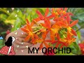 Most beautiful orchids you&#39;ve ever seen!!!
