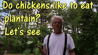 Do chickens like to eat plantain? Well lets give them a bunch to see if they do. Can Chickens Eat Bananas White Roosters