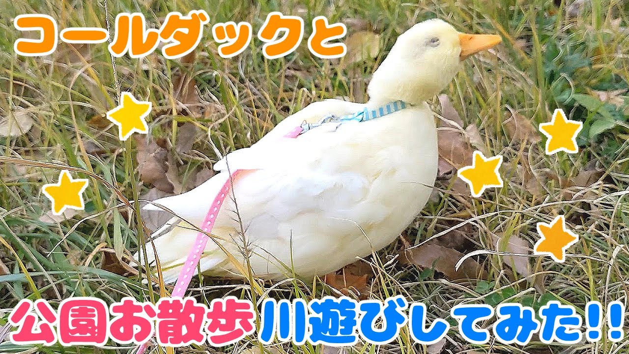 Our pet call duck walking in a park for the first time - YouTube