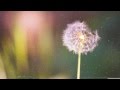 Miniature de la vidéo de la chanson 檸檬樹