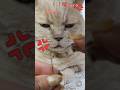 イライラ💢(リメイク)#shorts #cat #猫動画 #ブリティッシュショートヘア