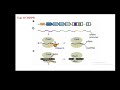 CRISPR-updated