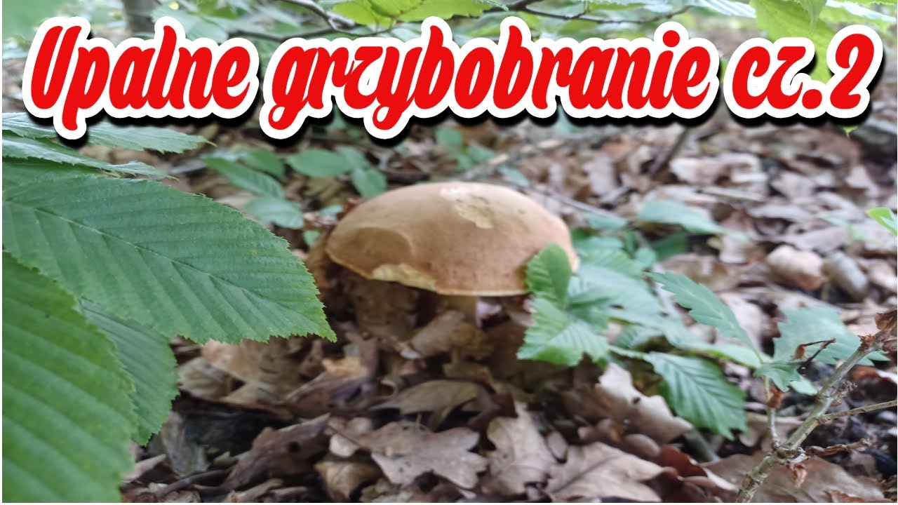 Upalne grzybobranie cz.2