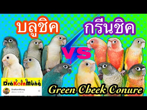 สาระความรู้จาก DraKornMung Ep.08 กรีนชิค คอนัวร์ นกแก้วที่มีสีสันหลากหลาย