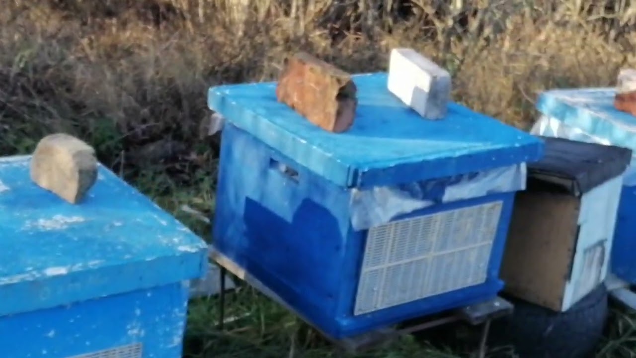 Пасека в болоте 31 октября! - YouTube