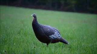 chasse aux dindons sauvages 2017
