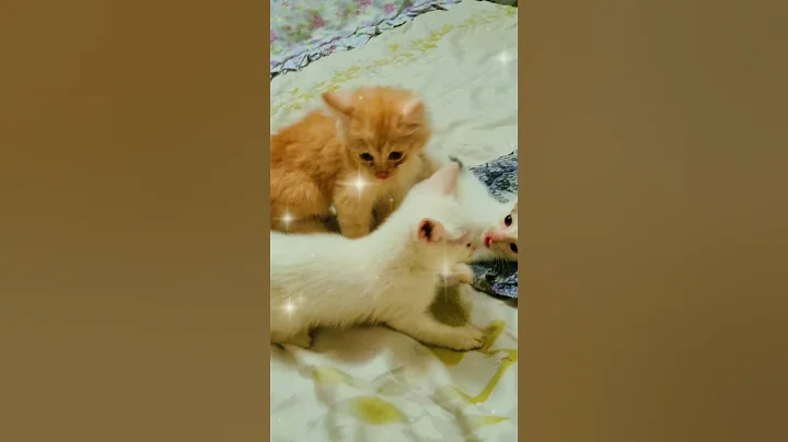 Watch the video about Khao piyo maza karo|cats care#refuge#cutecats#funnykittens#viralvideo#catlovers🧿🐈🐈‍⬛🐈
