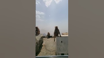 GAWAT!!! DIkeroyok Monyet Liar di Arab