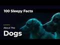 100 Sleepy Facts About Dogs — Relaxing Science to Fall Asleep To