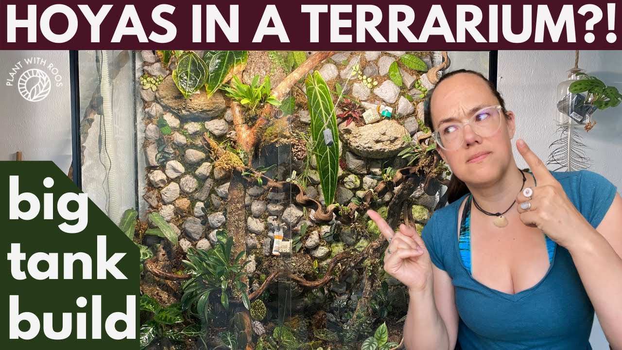 Hoyas in a Terrarium?! Big tank build continued | Plant with Roos