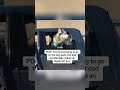 Husky Blames the Cop for Ruining His Day 😂