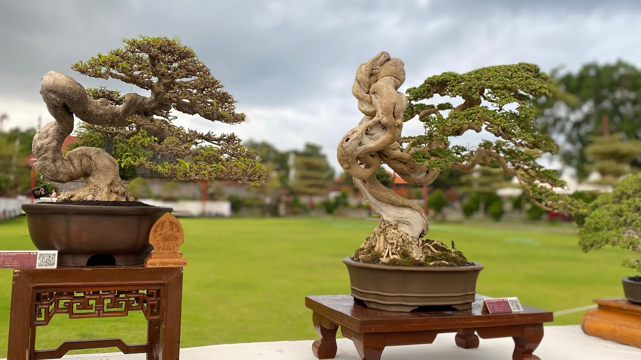 Deretan bonsai meliuk aspac 2025 terbaru