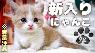 [First meeting] We welcome Minuet kitten! (with subtitles)