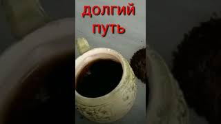 ОТ ЦВЕТКА ДО ГОРЯЧЕЙ КРУЖКИ АРОМАТНОГО КОФЕ...☕🤗