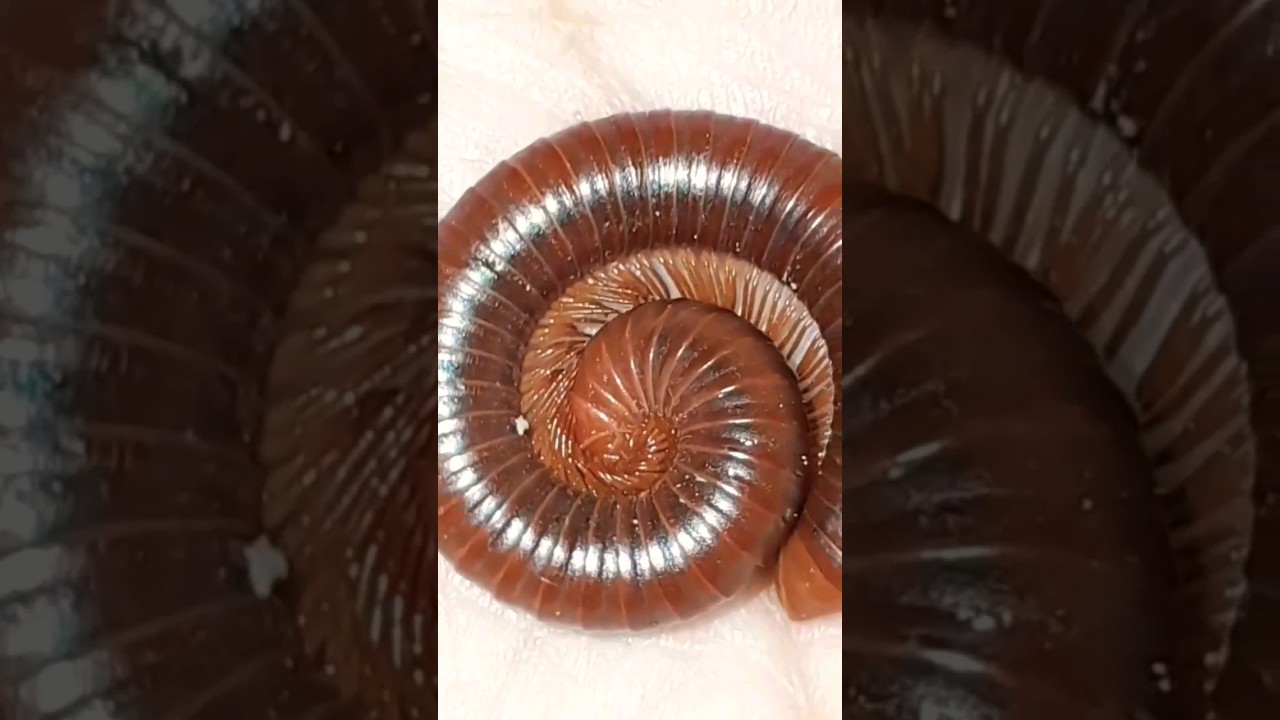 Round red millipede on hand 