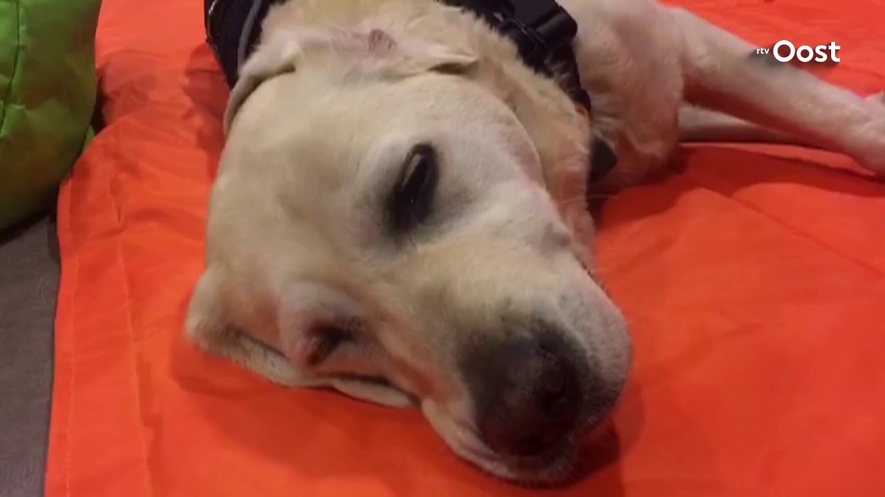 Kinderen uit Wierden lezen voor aan Soul de voorleeshond