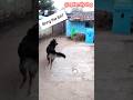 Bring the BAT || Duggu the German #cute #dog #daily #fypシ #fypシ゚viral #gsd