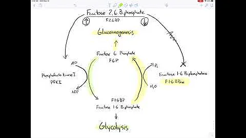 How is fructose 2,6 bisphosphate affected by insulin and glucagon?