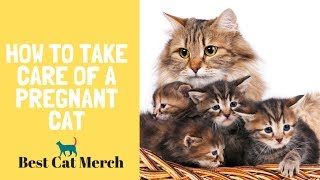 how to take care of my pregnant cat