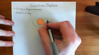 Circadian Rhythms Part 1