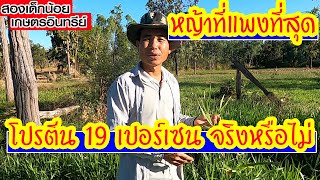 หญ้ามันสยาม สุดยอดหญ้าที่แพงที่สุด โปรตีนสูง 19 % จริงหรือไม่..