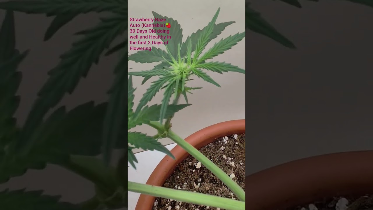 Strawberry Haze Auto 🍓🍀 30 Days Old 