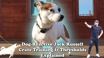 Dog-Reactive Jack Russell: Crate Training & Thresholds Explained