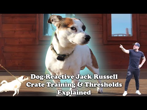 Dog-Reactive Jack Russell: Crate Training & Thresholds Explained